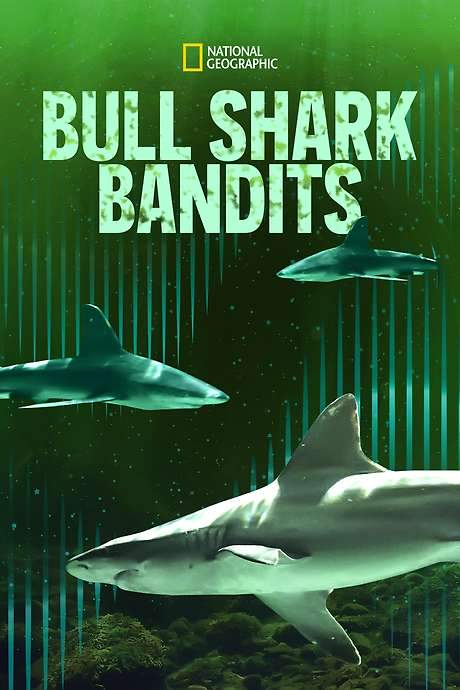 Bull Shark Bandits